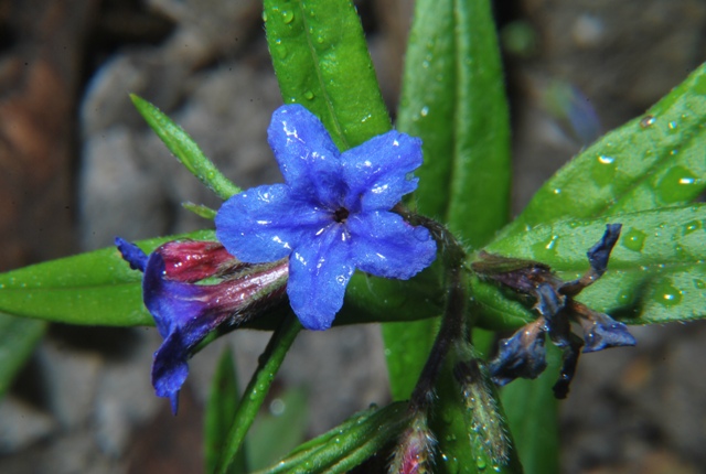 Buglossoides purpuro-caerulea